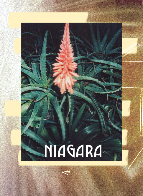 NIAGARA 2023