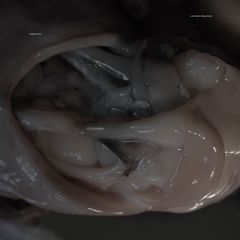 5055869517812 t13