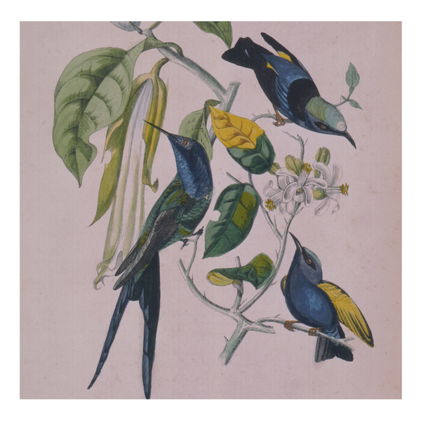 Susumu Yokota - Sakura - Boomkat Susumu Yokota - Sakura - Boomkat