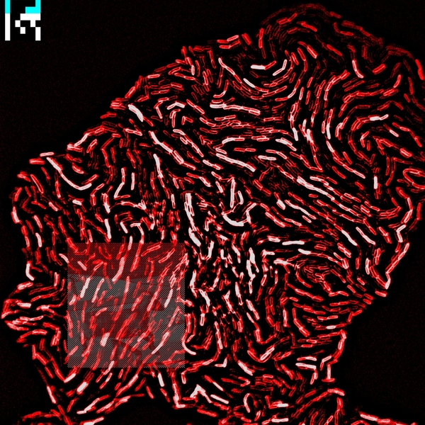 3616558046505