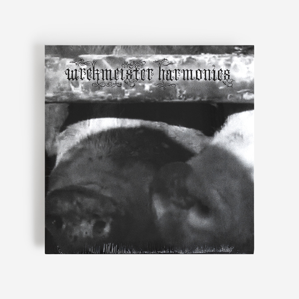Pig snout f